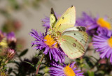 Clouded Sulphur  females _H9G1834.jpg