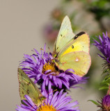 Clouded Sulphur  _H9G2358.jpg