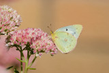 Clouded Sulphur _S9S1796.jpg