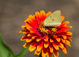 Clouded Sulphur _MG_1244.jpg