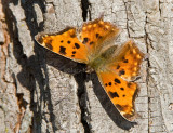 Eastern Comma (fall) _S9S9392.jpg