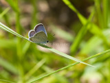 $Eastern Tailed-blue male _11R0047.jpg