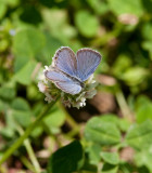 Eastern Tailed-blue _11R8948.jpg