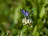 Eastern Tailed-blue male_H9G6681.jpg