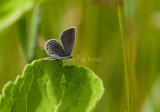 Eastern Tailed-blue female _I9I4858.jpg