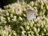 Eastern Tailed-blue _MG_5998.jpg