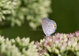 Eastern Tailed-blue _MG_6084.jpg