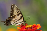 EASTERN TIGER SWALLOWTAIL (Papilio glaucus)