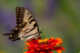 Eastern Tiber Swallowtail _MG_2307.jpg