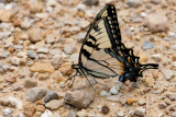 Eastern Tiger Swallowtail _11R0411.jpg