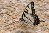 Eastern Tiger Swallowtail _11R0414.jpg