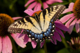 Eastern Tiger Swallowtail _H9G5583.jpg