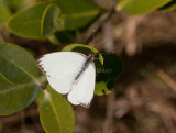 Great Southern White _I9I1205.jpg