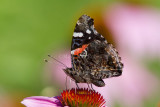 Red Admiral _MG_8598.jpg