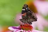 Red Admiral _MG_8608.jpg