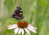 Red Admiral _I9I7820.jpg