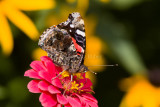 Red Admiral _MG_3159.jpg