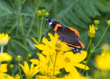 Red Admiral _S9S9062.jpg