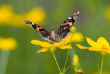 Red Admiral _S9S9137.jpg