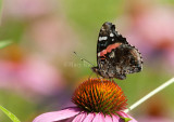 Red Admiral _I9I8036.jpg