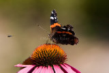 Red Admiral _H9G3407.jpg