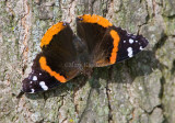 Red Admiral _S9S7412.jpg