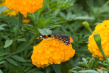 Red Admiral _S9S9111.jpg