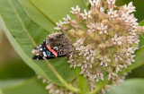 Red Admiral _S9S9164.jpg