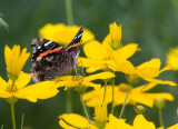 Red Admiral _S9S9211.jpg