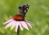 _Red Admiral _I9I7808.jpg