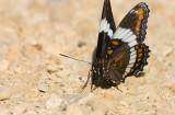 White Admiral _S9S8190.jpg