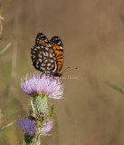 Regal Fritillary _I9I0408.jpg