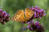 Variegated Fritillary _MG_3761.jpg