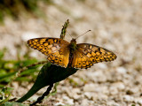 Variegated Fritillary _S9S7626.jpg