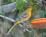 Hooded Oriole female D4EC0156.jpg