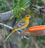 Hooded Oriole female D4EC0160.jpg