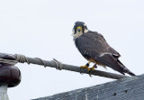 Aplomado Falcon D4EC9795e.jpg (Falco femoralis)