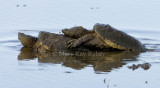 Snapping Turtle mating _S9S9269.jpg