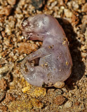Embryonic