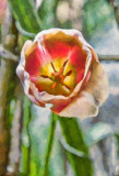 Artistic Tulip