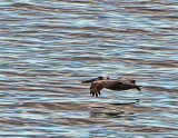 Skimming The Surface For Breakfast