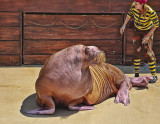 Walrus