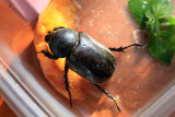 Female Hercules Beetle
