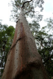 angophora - Gum Tree