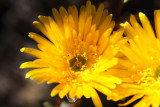 Yellow Pig Face
