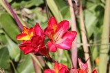 IMG_5460.JPG