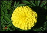 yellow flower IMG_3992.JPG