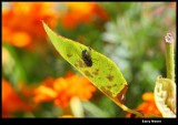 Fly on leaf IMG_4007.JPG