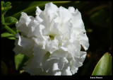 white flower IMG_4008.JPG