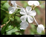 Jan 29 - five white petals